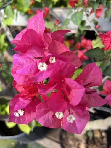 Pink 16" Bougainvillea - Image 4