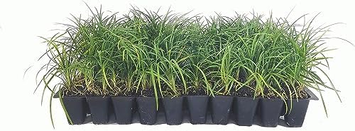 Mondo Grass - 20 Live Plants - Ophiopogon Japonicus - Live Evergreen Groundcover Plants - Shade Loving by FloridaFoliage