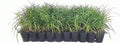 Mondo Grass - 30 Live Plants - Ophiopogon Japonicus - Live Evergreen Groundcover Plants - Shade Loving by FloridaFoliage