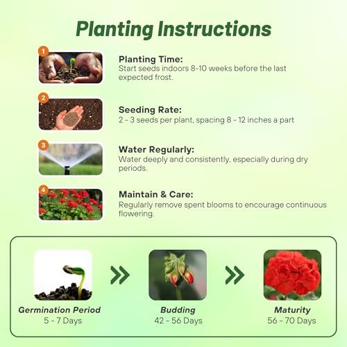 Outsidepride Scarlet Geranium Seeds for Planting - 50 Pcs Annual, Heat & Drought Tolerant Flower Seeds with Green Foliage & Scarlet Blooms for Pots, Borders & Lush Summer Garden Displays - Image 4
