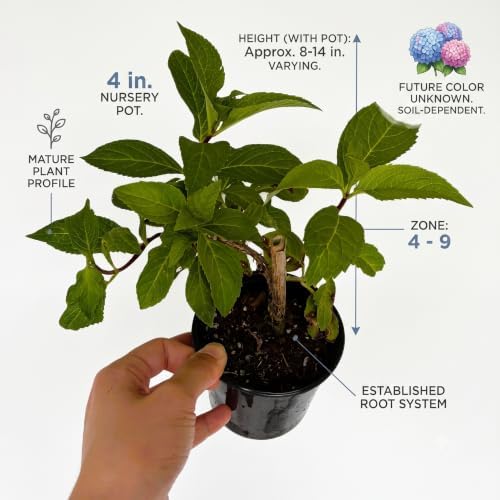 Endless Summer Hydrangea Live Shrub - Reblooming Blue/Pink Mophead Plant in 4-Inch Nursery Pot - Image 2