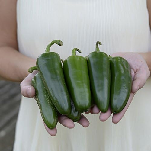 Park Seed Park's Whopper Jalapeño Pepper Seeds – Pack of 15 Seeds - Image 2