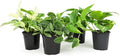 Live Pothos Plants (4PK) Indoor Plants Live Houseplants, Pothos Live Plant House Plants, Money Plant Indoor Pothos Plant Decor, Devils Ivy Trailing Plants Live by Plants for Pets,Black by PlantsforPets