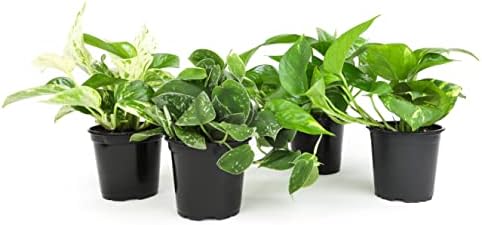 Live Pothos Plants (4PK) Indoor Plants Live Houseplants, Pothos Live Plant House Plants, Money Plant Indoor Pothos Plant Decor, Devils Ivy Trailing Plants Live by Plants for Pets,Black by PlantsforPets