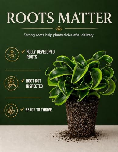 Dracaena Tornado Live Plant, Low Light Tolerant Dracaena Plant Live, Air Purifying Plants Live Houseplants, Beginner Friendly House Plants for All Indoors Spaces - Image 6