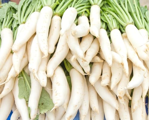 Japanese Daikon Radish Seeds for Planting - 100 Heirloom Non GMO Seeds - Full Planting Instructions to Plant & Grow a Home Vegetable Garden - Great Gardening Gift, 1 Packet - Image 6