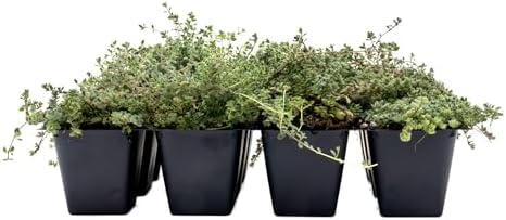 12 Woolly Thyme – Low-Growing Fragrant Fuzzy Evergreen Groundcover for Rock Gardens, Containers & Pathways (Thymus pseudolanuginosus) in 2.5″ Cubes, Live Plants by CitronellaKing