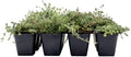 12 Woolly Thyme – Low-Growing Fragrant Fuzzy Evergreen Groundcover for Rock Gardens, Containers & Pathways (Thymus pseudolanuginosus) in 2.5″ Cubes, Live Plants by CitronellaKing