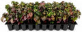 Alternanthera Little Ruby | 10 Live Plants | Alternanthera Dentata | Vibrant Foliage | Low Maintenance | Garden & Patio Decor | Fast Growing Groundcover | Outdoor Landscaping Shrub by FloridaFoliage