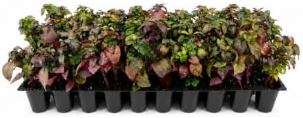 Alternanthera Little Ruby | 1 Live Plant | Alternanthera Dentata | Vibrant Foliage | Low Maintenance | Garden & Patio Decor | Fast Growing Groundcover | Outdoor Landscaping Shrub by FloridaFoliage