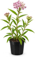 American Plant Exchange Live Swamp Incarnata Pink Milkweed - 6-Inch Pot by AmericanPlantExchange