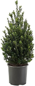 Holly 7 Gal. Steeds Japanese Holly (Ilex) Shrub by Unknown