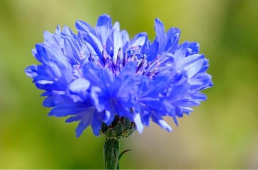 2000+ Cornflower Seeds, Mix Bachelor Button Seeds, Non-GMO Heirloom, Multicolor Cornflower Seeds Bulk, Classic Cottage Garden Flowers, Easy to Grow for Cutting Gardens & Pollinators - Image 4