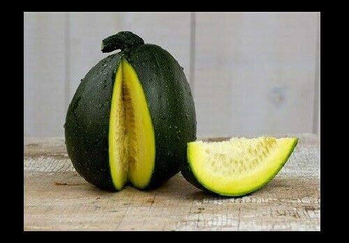 20 Tatume Summer Squash Seeds Heirloom Calabash Mexican Zucchini by BmoreSpicy