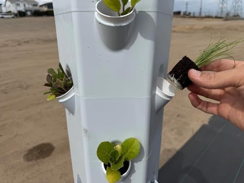 Veggie Seedlings: Ready-to-Plant Seedlings, Starts, Plugs, Garden-Ready, Live Plants, Transplants, Pre-sprouted, for Soil Gardens (12 seedlings) - Image 4