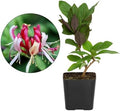 Purple Honeysuckle Plant Live, Fragrant Lonicera Japonica Vine, 2-Inch Pot by MyShelfie