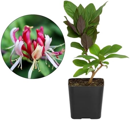 Purple Honeysuckle Plant Live, Fragrant Lonicera Japonica Vine, 2-Inch Pot by MyShelfie