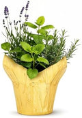 Herb Combo - Sleep Aid, Lavender, Rosemary & Lemon Balm, Aromatic Plant Collection in Deco Cover, 12" Tall by 6" Wide in 1.25 Qt Pot by TheThreeCompany