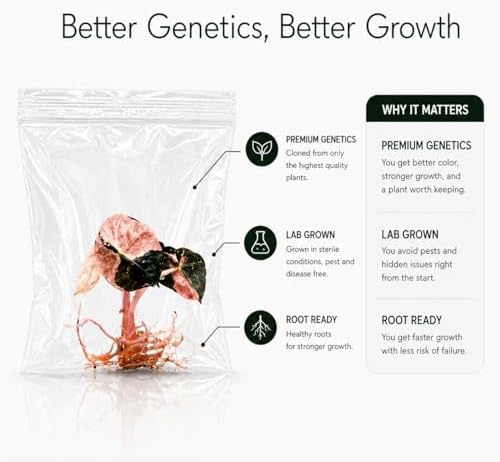 Monstera bolbasore, Complete Tissue Culture Kit – Rare Live Monstera Plant Starter, Indoor Houseplant - Image 4
