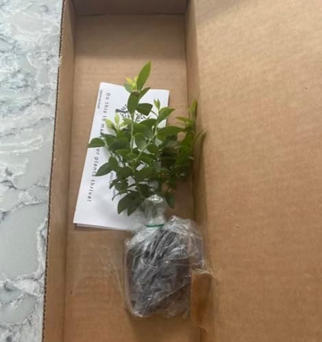 Jewel Blueberry Plants (2-Pack) - Live Berry Bush 5-8" - Container or Garden Growing - Large Sweet Berries - Hardy Zones 4-8 - Image 6