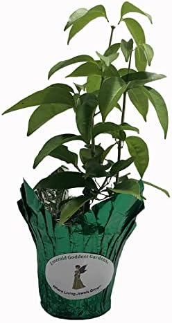 Garlic Vine Semi-Cydista Aequinoctialis - Live Tropical Plant - Vivid Purple Trumpet Shaped Flower - Emerald Goddess Gardens - Starter Sz 4 Inch Pot - Image 2