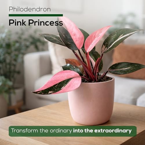 Philodendron Pink Princess (4 Pack) Live Starter Plug Plants, Variegated Indoor Houseplants, Easy Care Tropical Plants Live, Pink Foliage Houseplants - Image 7