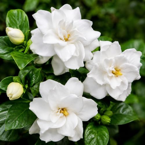 Frostproof Gardenia Jasmine Plant Indoor Live | 4-8 Inch Tall | Cold Hardy White-Blooming Jasmine | Easy to Grow Live Jasmine Plant for Indoor & Patio Décor - Image 6