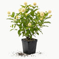 Buttonbush Live Plant, 4 Inch Pot, Cephalanthus Occidentalis Live Shrubs by GINGERGLOW