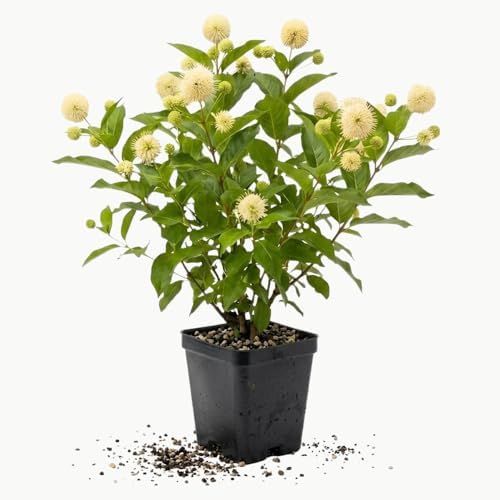 Buttonbush Live Plant, 4 Inch Pot, Cephalanthus Occidentalis Live Shrubs by GINGERGLOW