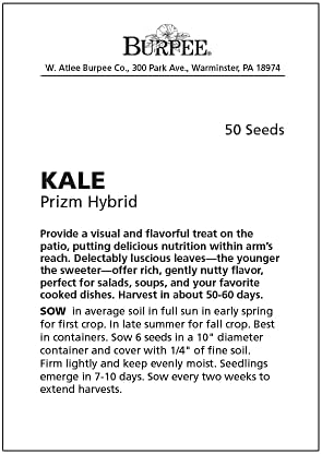 Burpee Prizm Hybrid Kale Seeds 50 seeds - Image 2