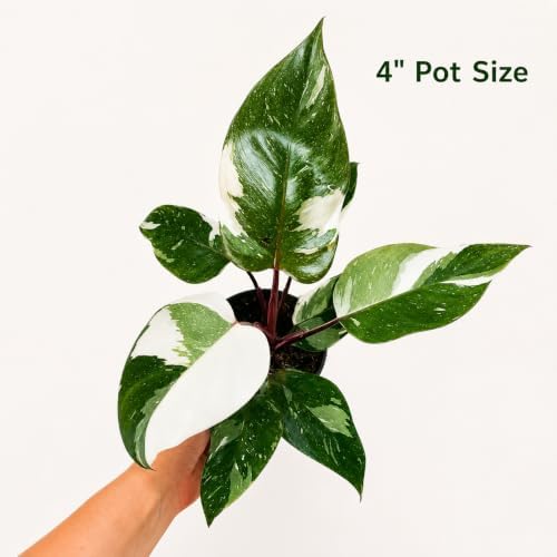 Philodendron Red Anderson Live Plant, 4 Inch Rare Variegated Houseplant - Image 2