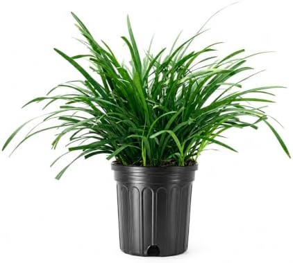 Liriope Big Blue | 1 Large Trade Gallon Size Plant | Liriope muscari | Lavender Blue Flowers | Evergreen Ground Cover for Shade | Landscape Borders for Walkways and Beds by FloridaFoliage