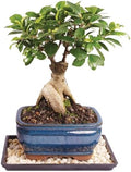 Brussel's Bonsai - Small Ficus Live Bonsai Tree, Potted Indoor Plant by BrusselsBonsai