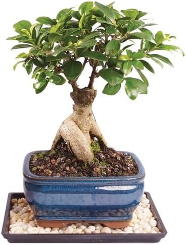 Brussel's Bonsai - Small Ficus Live Bonsai Tree, Potted Indoor Plant by BrusselsBonsai