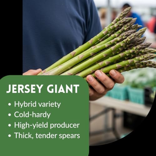 Jersey Giant Asparagus 2 Yr. Crowns for Planting – Bare Root Asparagus Plants for Garden Beds & Raised Rows – High-Yield, Cold Hardy, Long-Lived Perennial Vegetable (50 Plants) - Image 2