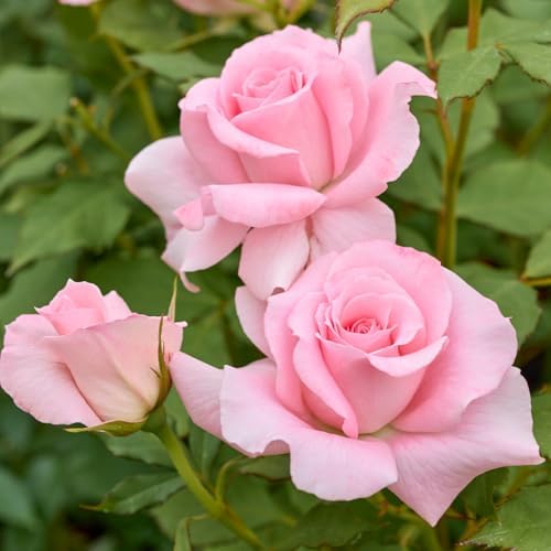 Light Pink Rose Live Plant, Bush, 5-10 Inch Tall - Image 7