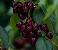 Dwarf Black Cherry Fruit Tree Live Plant Seedling - Prunus serotina, Great for Home and Garden Yards Planting (3 Seedlings) by CZGrain