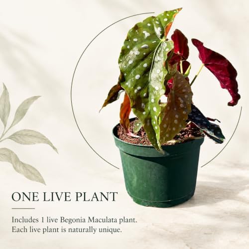 Live Begonia Maculata Plant - Polka Dot Angel Wing Houseplant Vine - Image 6
