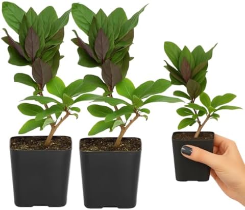 Purple Honeysuckle Plant Live, Fragrant Lonicera Japonica, 2in Pot, 2-Pack - Image 3