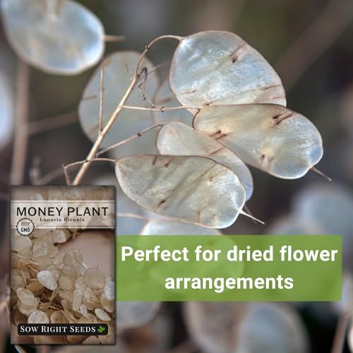 Sow Right Seeds - Money Plant Seed for Planting Silver Dollar Tree - Image 5