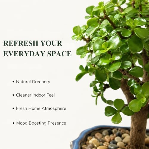 Jade Bonsai Tree Live Plant, Easy Care Indoor Succulent Houseplant - Image 5