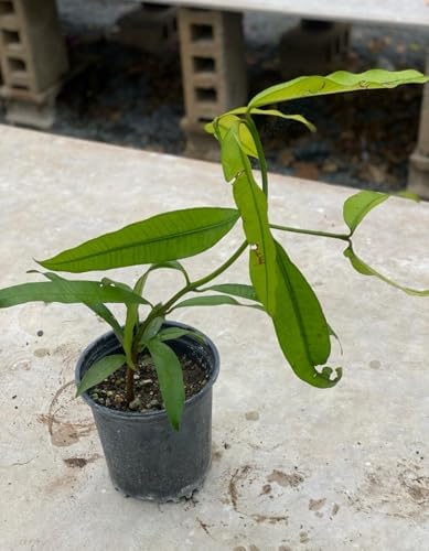 Achachairu/Garcinia Humilis/Achacha Live Fruit Tree (Arbol frutal vivo) 2-3ft - Image 5