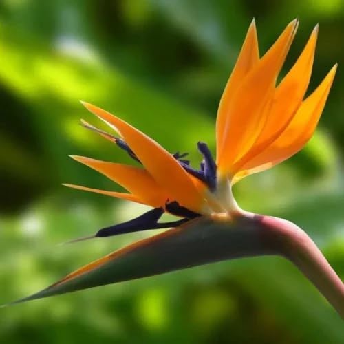 Daisy Ship Bird of Paradise Orange - Strelitzia Reginae - 2 x 2 inch Cups - Image 4