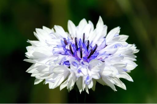 2000+ Cornflower Seeds, Mix Bachelor Button Seeds, Non-GMO Heirloom, Multicolor Cornflower Seeds Bulk, Classic Cottage Garden Flowers, Easy to Grow for Cutting Gardens & Pollinators - Image 3