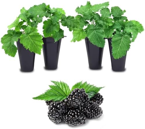 BlackBerry Plants Freedom-Ark (4 Pack) Live for Sale | Easy to Grow Plants | Edible Fruit Plant for Sustainable Living | Grow Your own Food on Your Organic Garden | Live for Planting | by FamPlants