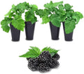 BlackBerry Plant Freedom-Ark (4 Pack) | Live Fruit Plant for Planting | Thornless & High-Yielding Variety | Large, Sweet & Juicy Berries | Perfect for Fresh Eating & Organic Gardens | Easy to Grow by FamPlants