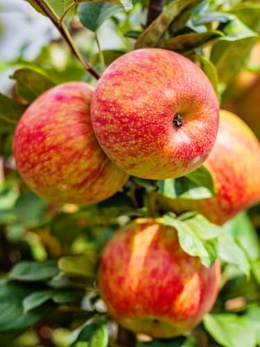Honey Crisp Live Apple Tree, Red-Yellow Color, 1 gal Nursery Pot - Image 2