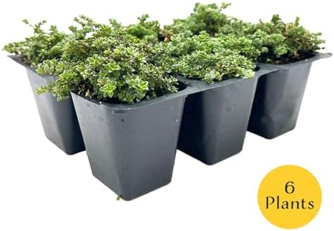 6 Elfin Thyme – Low-Growing, Fragrant Evergreen Groundcover for Borders, Rock Gardens & Containers – (Thymus serpyllum 'Elfin') in 2.5″ Cubes, Live Plants - Image 4