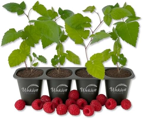 Caroline Raspberry Bush - 4 Live Starter Plants - Rubus - Edible Berry Bearing Bramble Shrub for Fruit Garden and Patio by WekivaFoliage