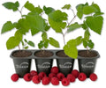 Mysore Raspberry Bush - 4 Live Starter Plants - Rubus - Edible Berry Bearing Bramble Shrub for Fruit Garden and Patio by WekivaFoliage